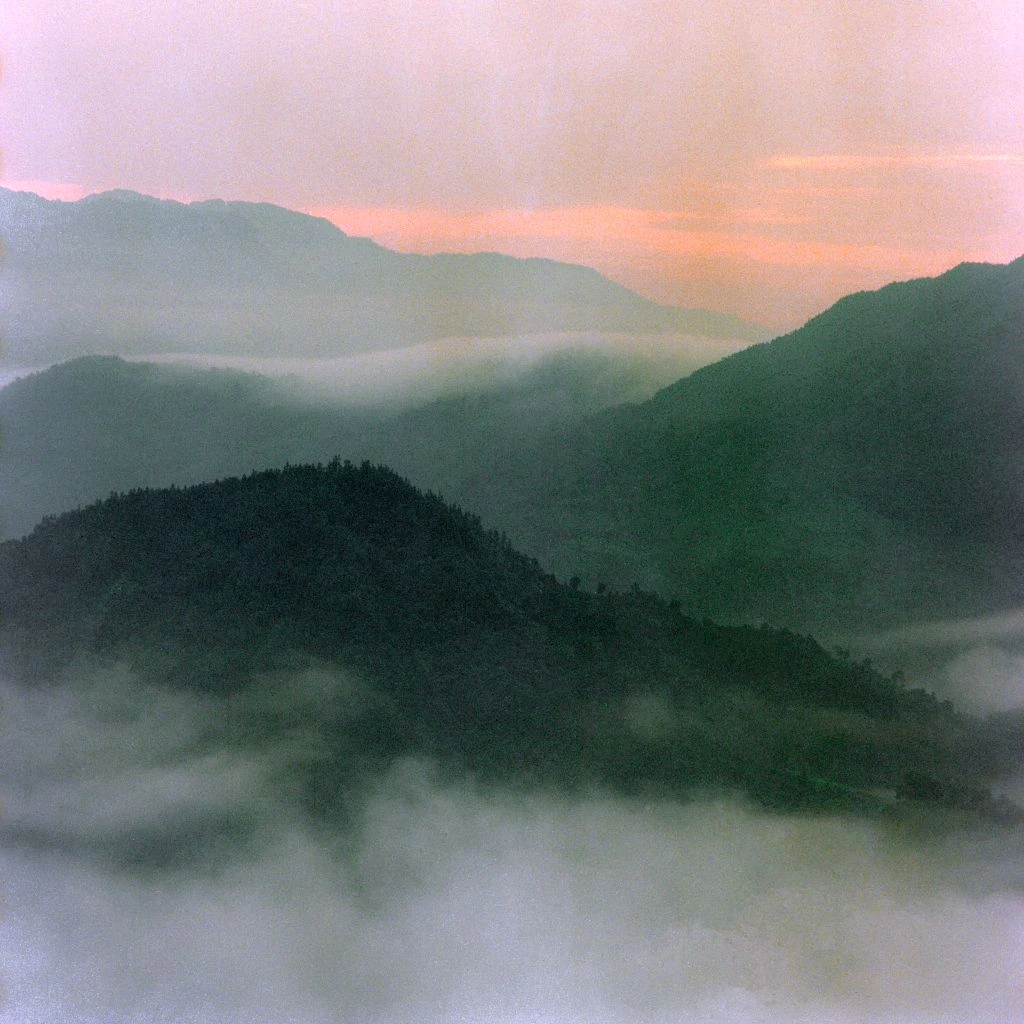 Misty bamboo forest at dawn, from the Bamboo Cathedral collection
