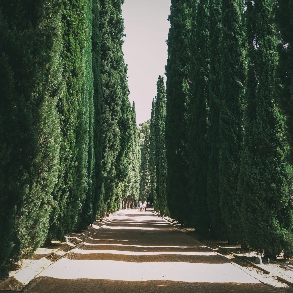 A cypress-lined road at golden hour, from the Long Road Home collection